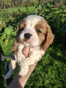 Foto №3. Ideale Cavalier King Charles Spaniel Welpen.. Lettland