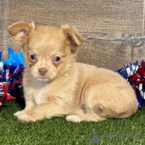 Foto №3. Lernen Sie den kleinen Chihuahua-Welpen Kelsie mit einer großen Persönlichkeit. Deutschland