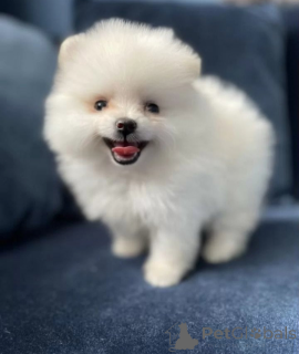 Foto №2 zu Ankündigung № 139207 zu verkaufen pommersche spitz - einkaufen Russische Föderation quotient 	ankündigung, züchter