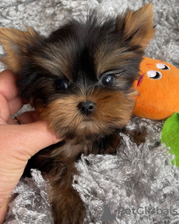 Foto №2 zu Ankündigung № 42918 zu verkaufen yorkshire terrier - einkaufen Deutschland quotient 	ankündigung