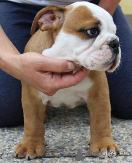 Foto №1.  - zum Verkauf in der Stadt Pobierowo | Frei | Ankündigung № 143956