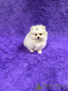 Foto №4. Ich werde verkaufen pommersche spitz in der Stadt Aalst. quotient 	ankündigung - preis - 1500€