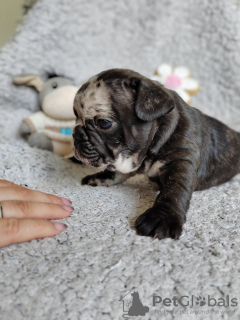 Foto №2 zu Ankündigung № 95619 zu verkaufen französische bulldogge - einkaufen Serbien 