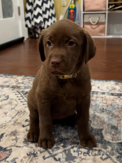Foto №1. labrador retriever - zum Verkauf in der Stadt Eindhoven | verhandelt | Ankündigung № 163764
