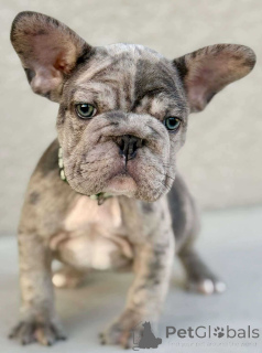Foto №2 zu Ankündigung № 143780 zu verkaufen französische bulldogge - einkaufen USA quotient 	ankündigung, züchter