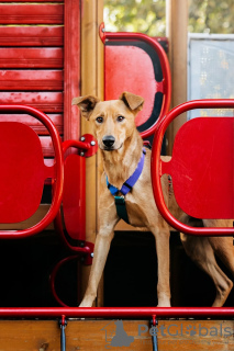 Foto №4. Ich werde verkaufen mischlingshund in der Stadt Москва. aus dem tierheim - preis - Frei