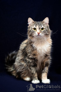 Foto №2 zu Ankündigung № 37879 zu verkaufen  - einkaufen Russische Föderation quotient 	ankündigung