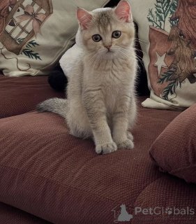 Foto №2 zu Ankündigung № 155688 zu verkaufen britisch kurzhaar - einkaufen Irland quotient 	ankündigung