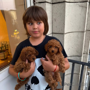 Foto №1. pudel (toy) - zum Verkauf in der Stadt Kreysfreiie -Stadt Frankfurt am Main | 667€ | Ankündigung № 166699