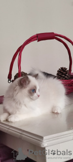 Foto №4. Ich werde verkaufen ragdoll-katze in der Stadt Стамбул. züchter - preis - 1250€