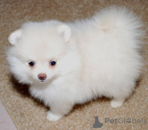 Foto №1.  - zum Verkauf in der Stadt Berlin | 300€ | Ankündigung № 143873