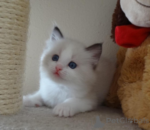 Foto №2 zu Ankündigung № 174620 zu verkaufen ragdoll-katze - einkaufen Finnland 