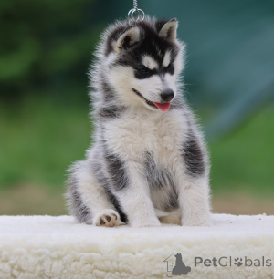 Foto №3. Siberian Husky steht zum Verkauf. Frankreich