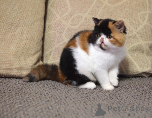 Foto №1. perserkatze - zum Verkauf in der Stadt Berlin | verhandelt | Ankündigung № 165336