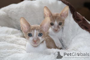 Foto №2 zu Ankündigung № 129444 zu verkaufen cornish rex - einkaufen Finnland quotient 	ankündigung
