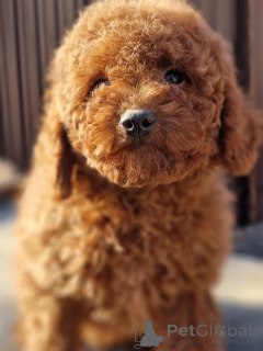 Foto №2 zu Ankündigung № 137238 zu verkaufen pudel (toy) - einkaufen Ukraine quotient 	ankündigung, aus dem tierheim, züchter