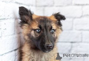 Foto №3. Michelle ist eine aktive kleine Bärin in guten Händen!. Russische Föderation