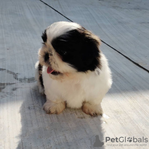 Foto №3. Adorable Male And Female Shih Tzu Puppies. USA