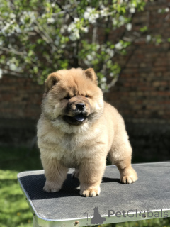 Foto №3. Chow Chow Puppies For Sale! Štenci na prodaju!. Serbien