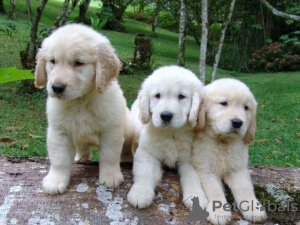 Foto №2 zu Ankündigung № 132321 zu verkaufen golden retriever - einkaufen Deutschland 