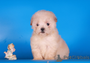 Zusätzliche Fotos: Maltipoo F1 Welpen Mädchen Mini