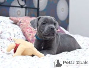 Foto №1. staffordshire bull terrier - zum Verkauf in der Stadt Unna | 580€ | Ankündigung № 175471