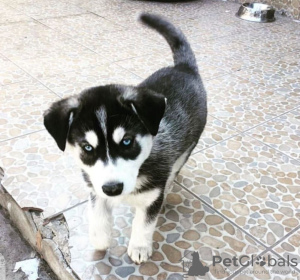 Foto №2 zu Ankündigung № 72013 zu verkaufen siberian husky - einkaufen Finnland quotient 	ankündigung, züchter