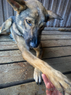 Foto №3. Treffen Sie!!!das ist Motya. Russische Föderation