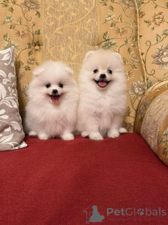 Foto №1. pommersche spitz - zum Verkauf in der Stadt Warschau | Frei | Ankündigung № 164057