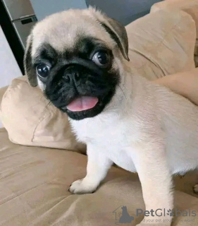 Foto №2 zu Ankündigung № 129941 zu verkaufen  - einkaufen Griechenland 