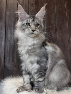 Foto №1. maine-coon-katze - zum Verkauf in der Stadt Alabama | 1€ | Ankündigung № 161211