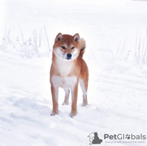 Foto №2 zu Ankündigung № 9150 zu verkaufen shiba - einkaufen Russische Föderation vom kindergarten