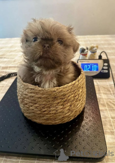 Foto №4. Ich werde verkaufen shih tzu in der Stadt Schlechtes Münsteerefel. quotient 	ankündigung - preis - 420€