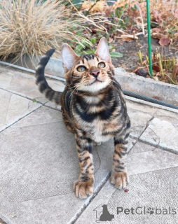 Foto №1. bengal katzenrasse - zum Verkauf in der Stadt Wiener Neustadt | 750€ | Ankündigung № 153415