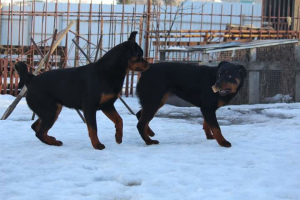 Foto №3. Rottweiler Welpen. Russische Föderation