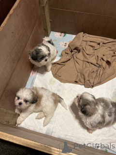 Foto №1. shih tzu - zum Verkauf in der Stadt Santa Clarita | 291€ | Ankündigung № 155752