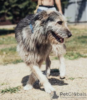 Foto №4. Ich werde verkaufen mischlingshund in der Stadt Krasnodar. quotient 	ankündigung - preis - Frei