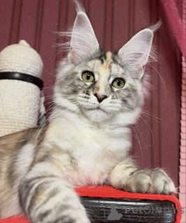 Foto №1. maine-coon-katze - zum Verkauf in der Stadt Affalterbach | 950€ | Ankündigung № 161420