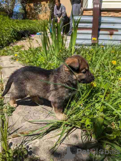 Zusätzliche Fotos: Wunderschöne Pekingese-Welpen