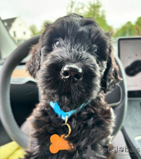 Foto №1. labradoodle - zum Verkauf in der Stadt Düsseldorf | verhandelt | Ankündigung № 105733