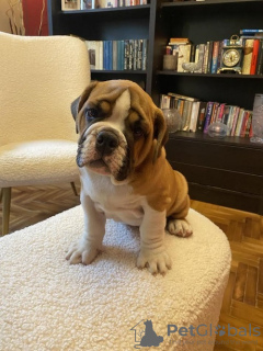 Foto №2 zu Ankündigung № 108330 zu verkaufen englische bulldogge - einkaufen Serbien 