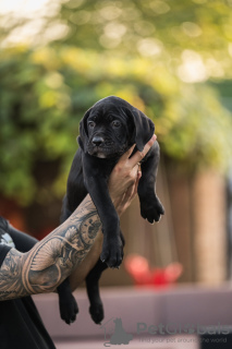 Foto №2 zu Ankündigung № 117472 zu verkaufen cane corso italiano - einkaufen Serbien züchter