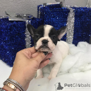 Foto №1. yorkshire terrier - zum Verkauf in der Stadt Pennsylvania -Ofen | verhandelt | Ankündigung № 149978