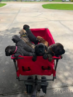 Foto №1. cane corso italiano - zum Verkauf in der Stadt Aalborg | 650€ | Ankündigung № 173398