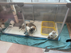 Foto №1. exotische kurzhaarkatze - zum Verkauf in der Stadt Helsinki | 500€ | Ankündigung № 161088