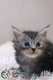 Foto №3. Cherry Lady Maine Coon Mädchen. Russische Föderation