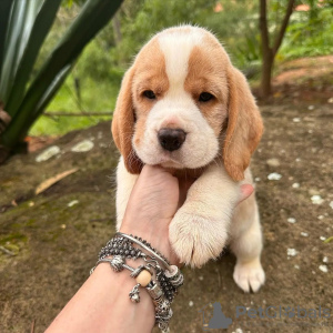 Foto №1. beagle - zum Verkauf in der Stadt Heidelberg | 360€ | Ankündigung № 123803