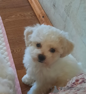 Foto №3. Anna Ostrowskaja. Weißrussland