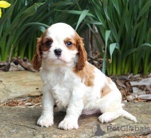 Foto №1. cavalier king charles spaniel - zum Verkauf in der Stadt Штутгарт | Frei | Ankündigung № 123920