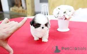 Foto №2 zu Ankündigung № 138981 zu verkaufen shih tzu - einkaufen USA quotient 	ankündigung, züchter
